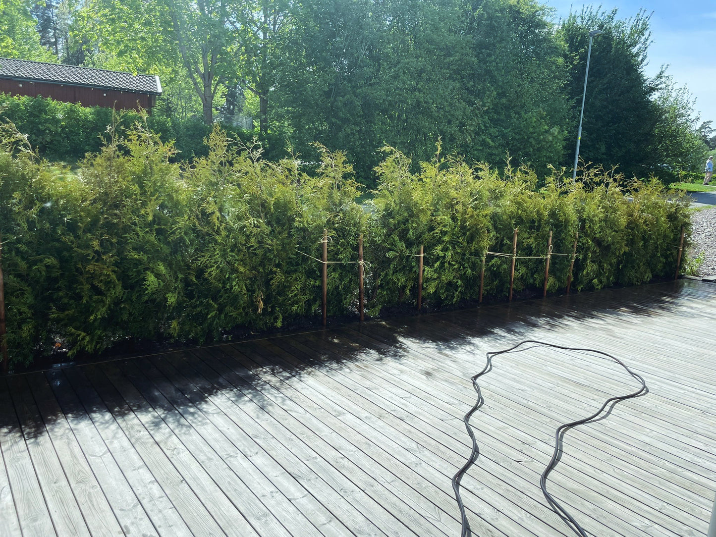 Thuja Brabant | 180-200cm