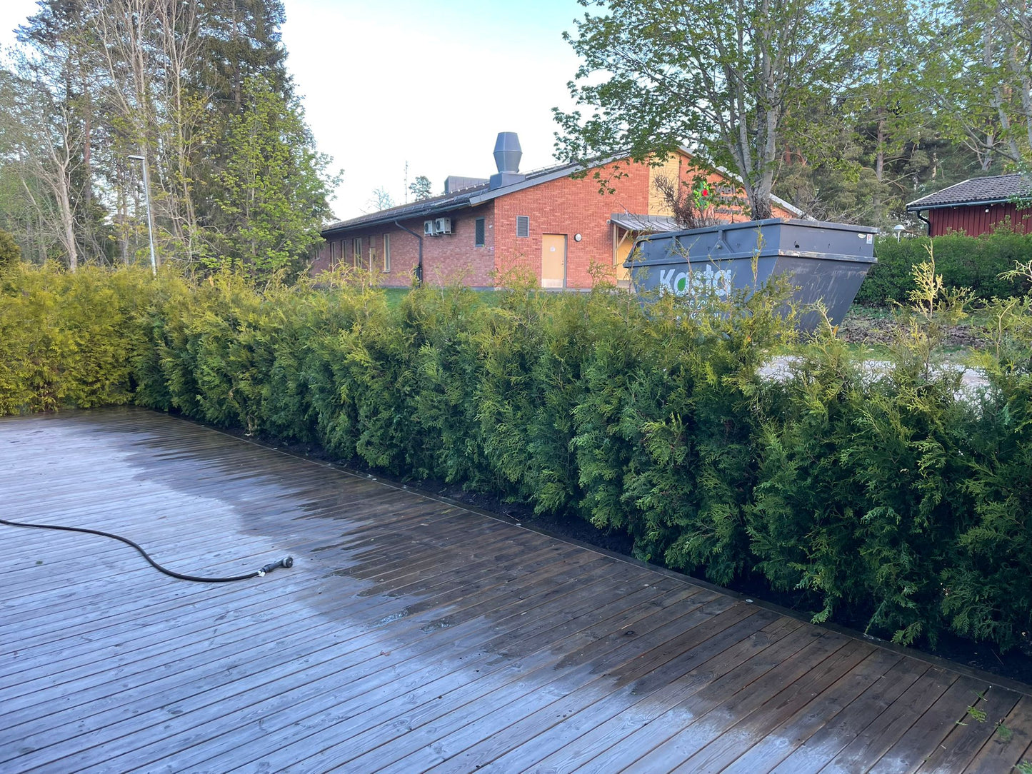 Thuja Brabant | 160-180cm