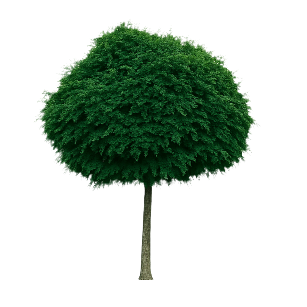 Klotrobinia 'Umbraculifera' | 170-200cm