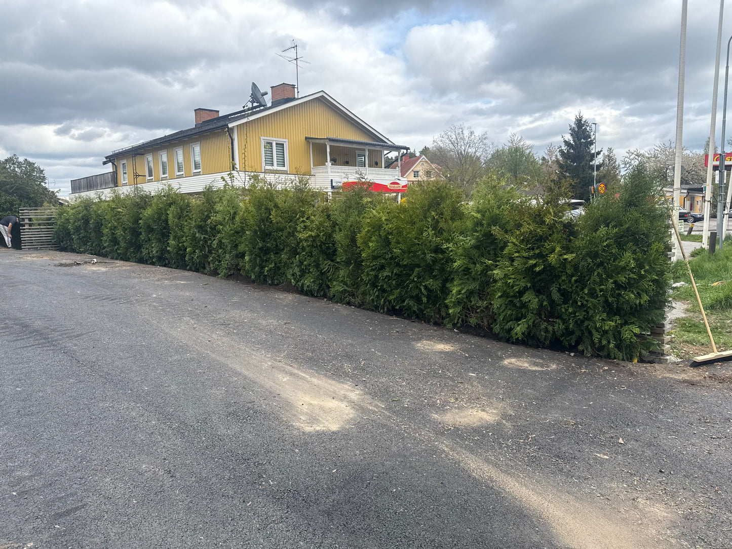 Thuja Brabant | 250-300cm