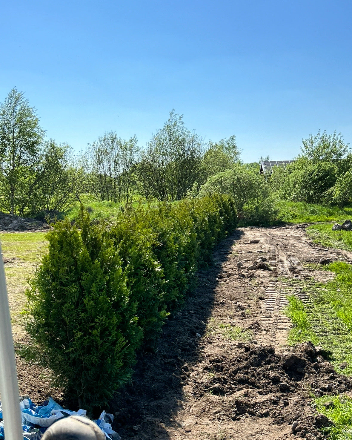 Thuja Brabant | 160-180cm