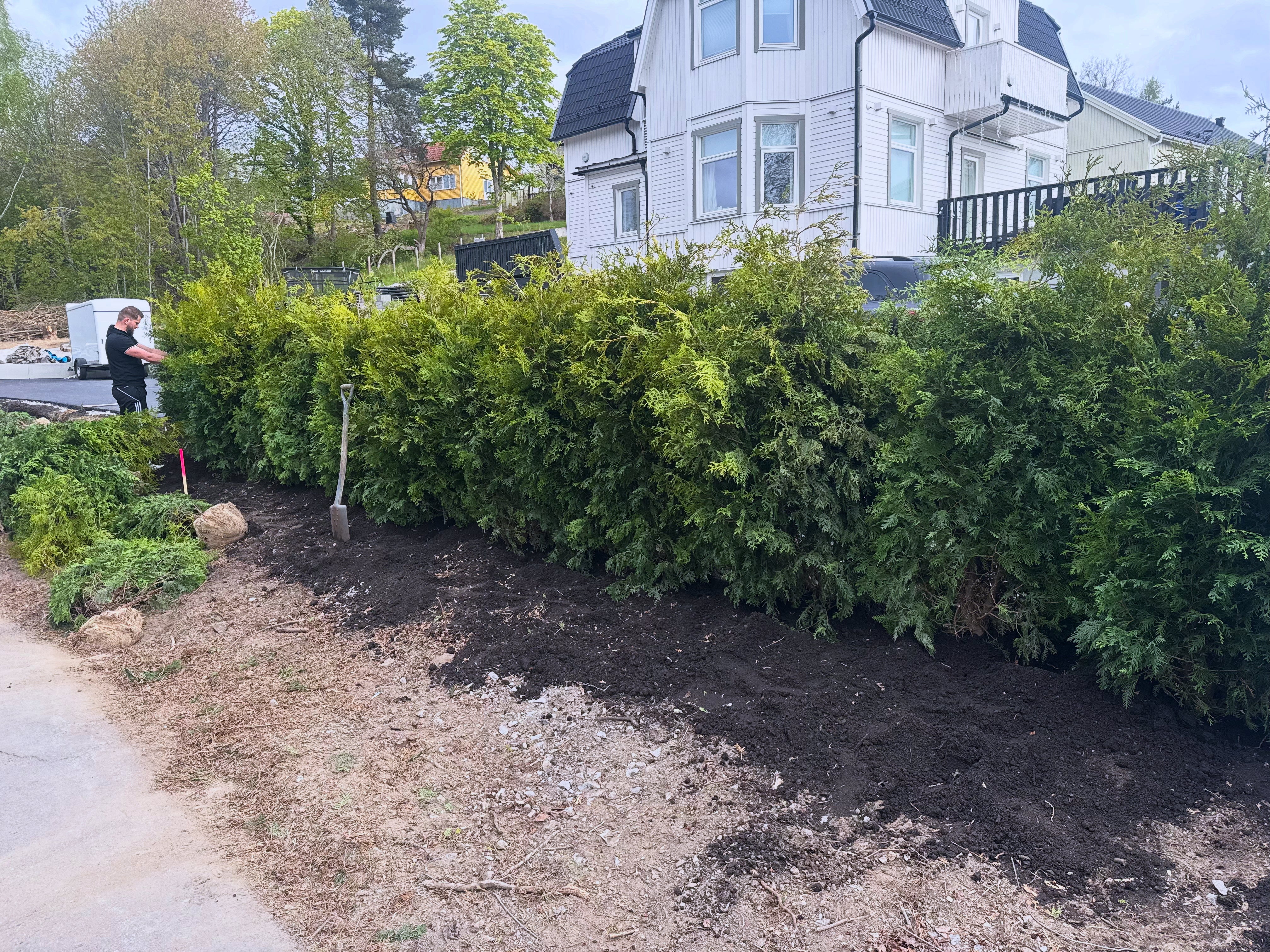 Plantering – steg för steg
