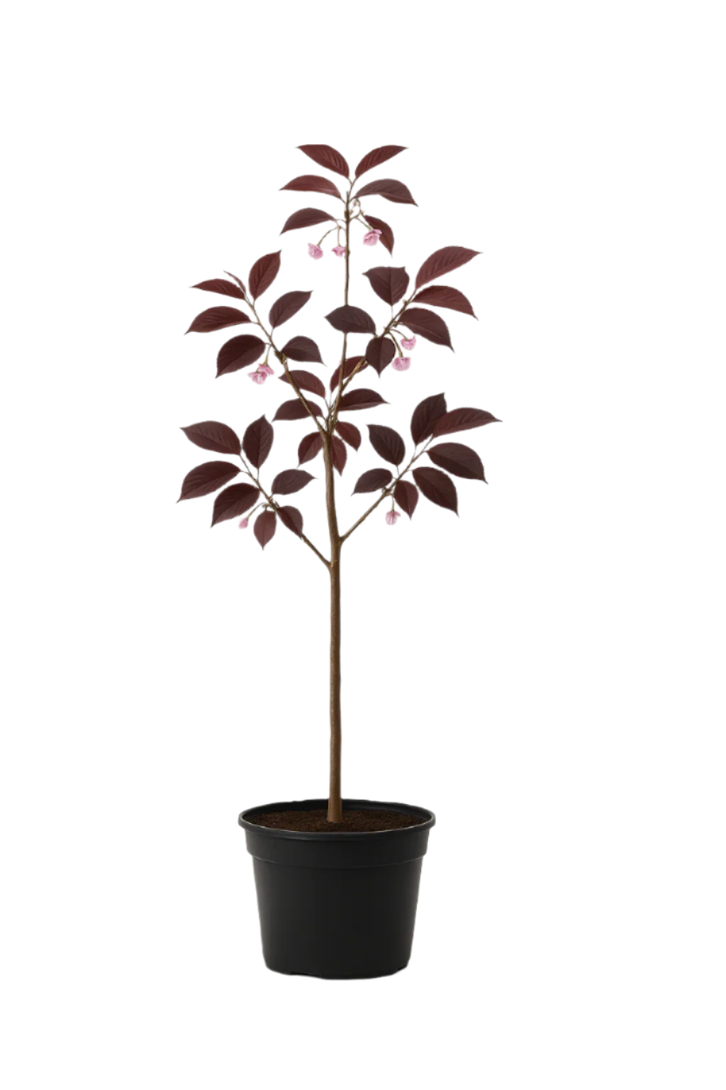 Japanskt Körsbärsträd 'Royal Burgundy' | 120-160cm