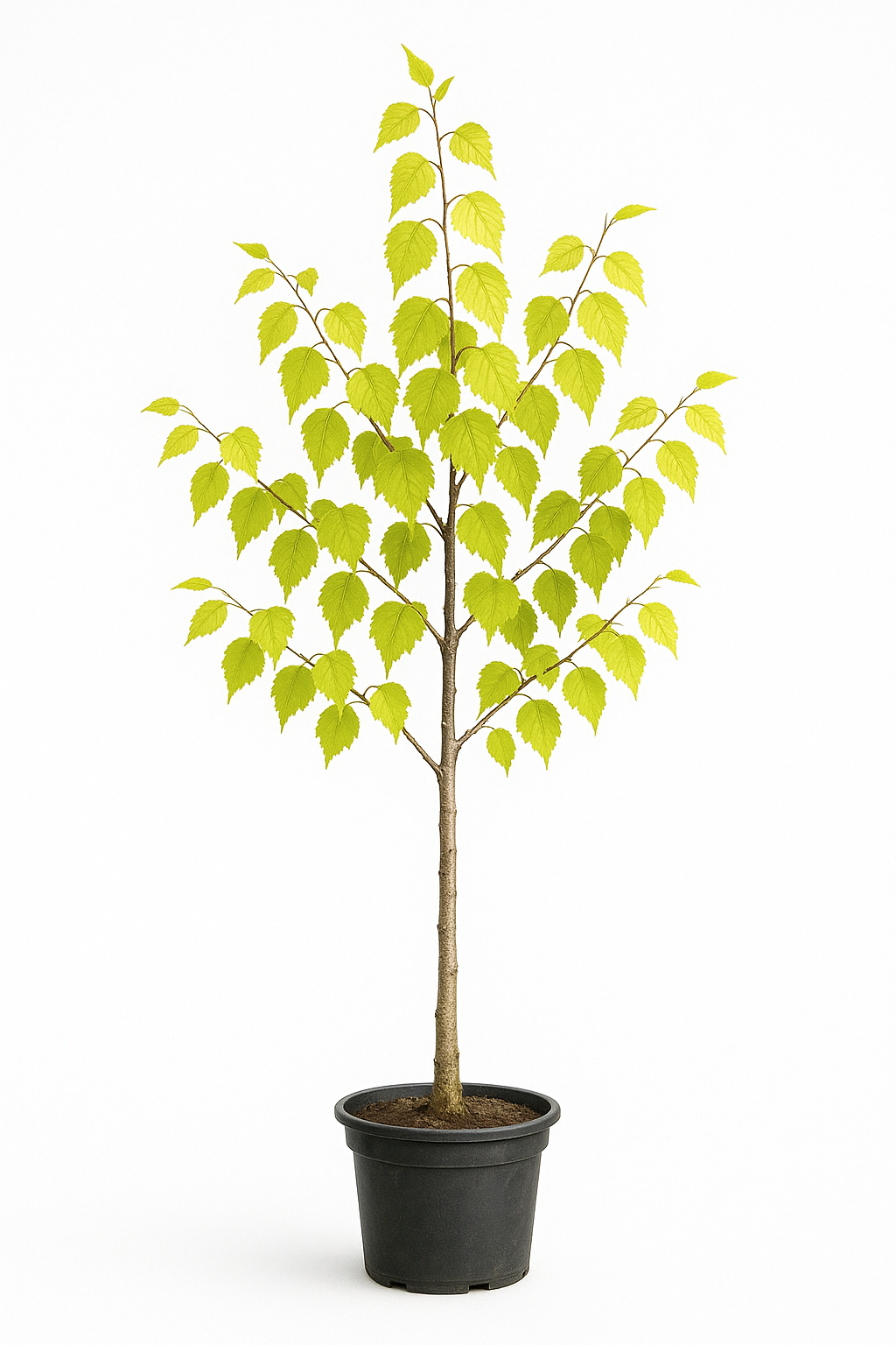 Björk 'Golden Cloud' | 130-160cm