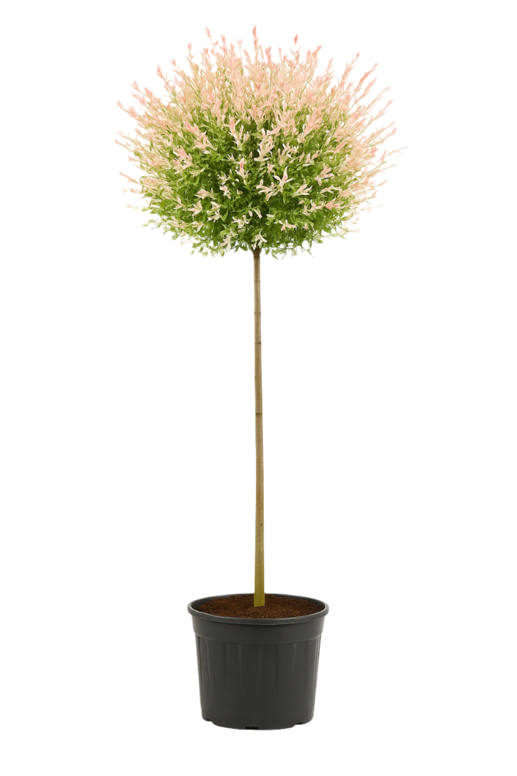 Eukalyptusvide 'Hakuro-nishiki' | 160–180 cm