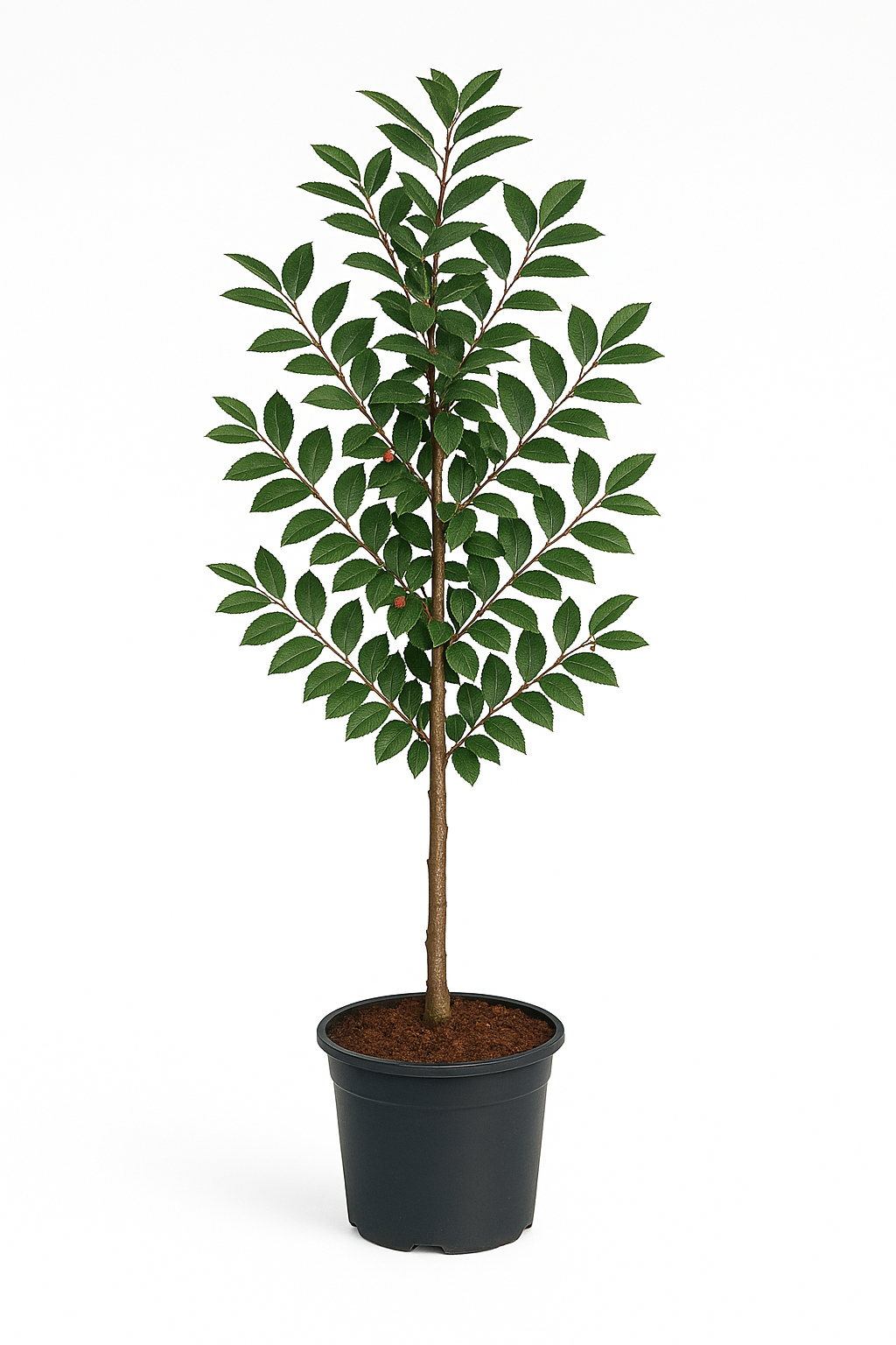 Häckoxel | 140-160cm