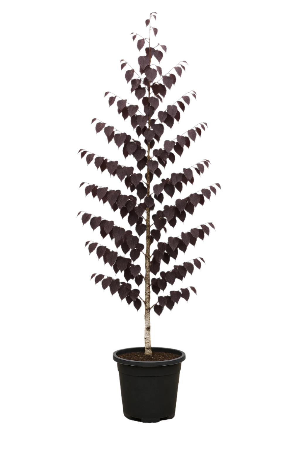Blodbjörk 'Purpurea' | 130-160cm
