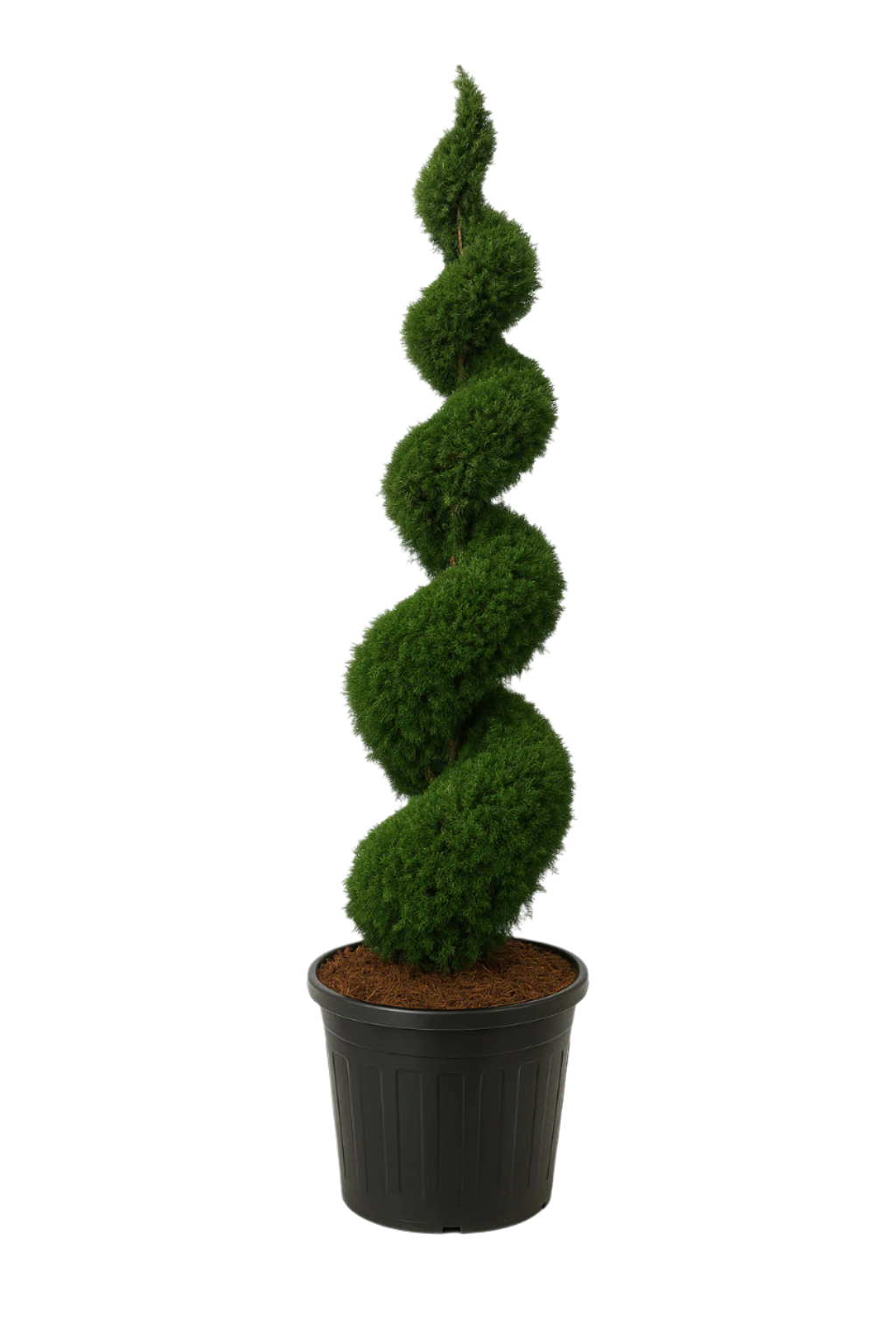 Thuja Smaragd Spiral