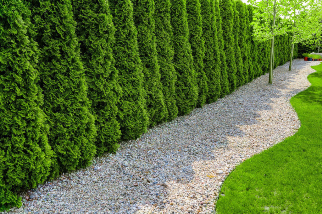 Thuja Smaragd | 250-300cm