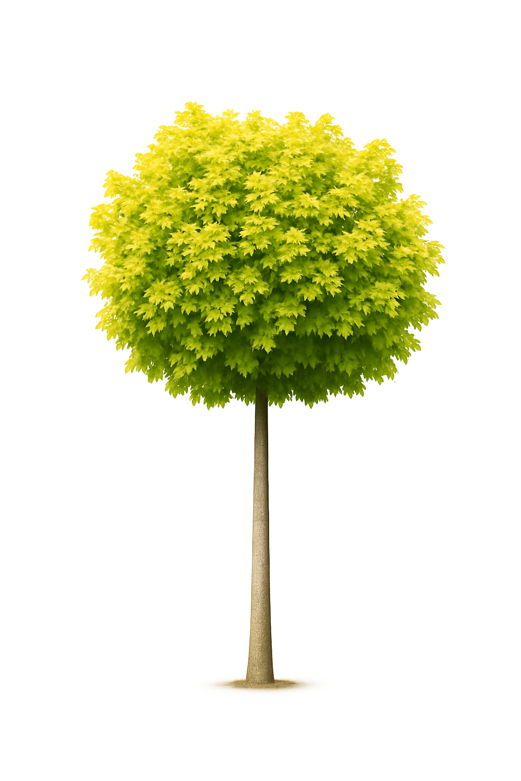 Klotlönn 'Golden Globe' | 180-210cm