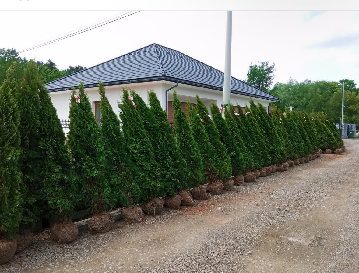 Thuja Smaragd | 200-220cm