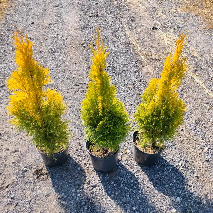 Thuja Golden Smaragd | 100-120cm