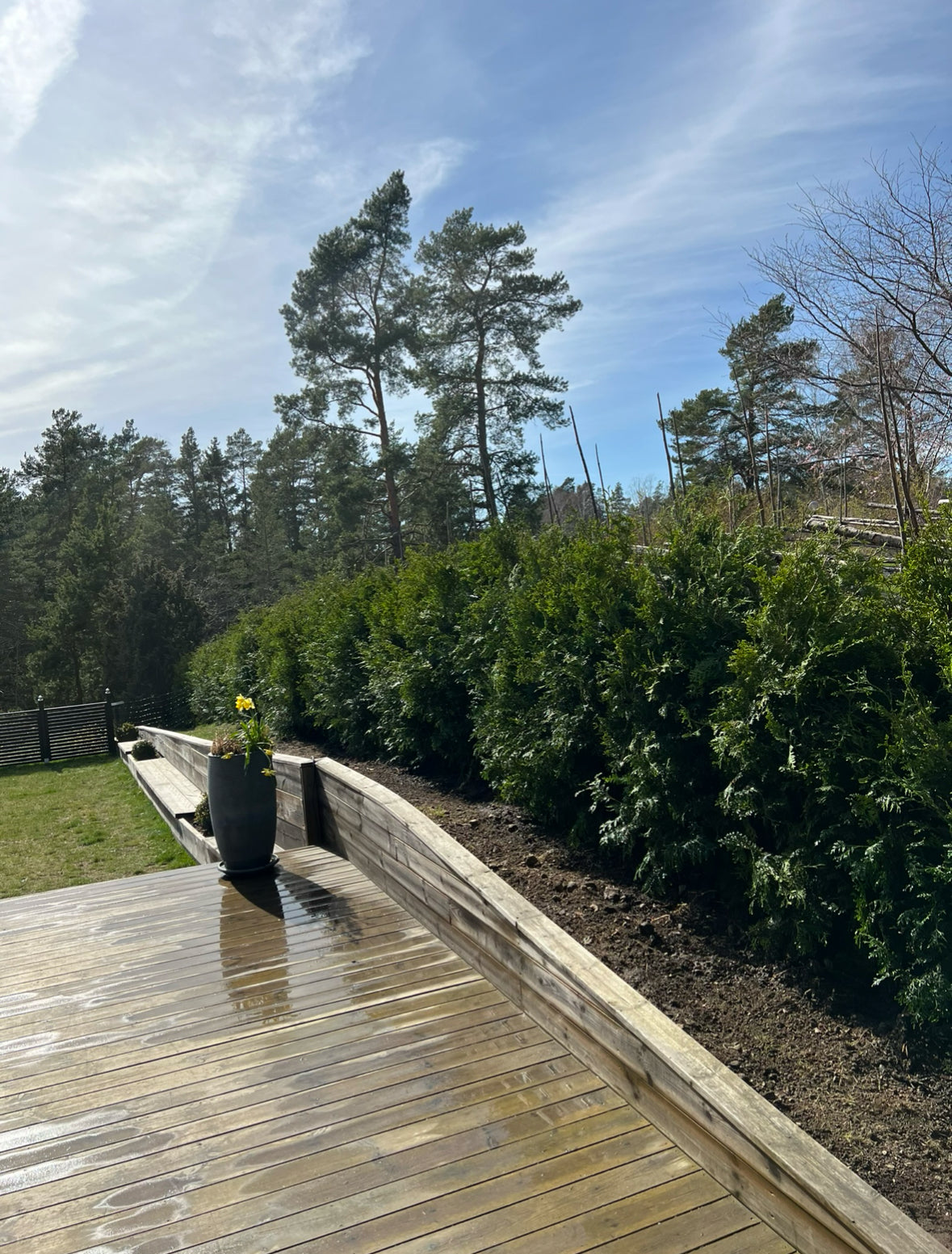 Thuja Brabant | 140-160cm