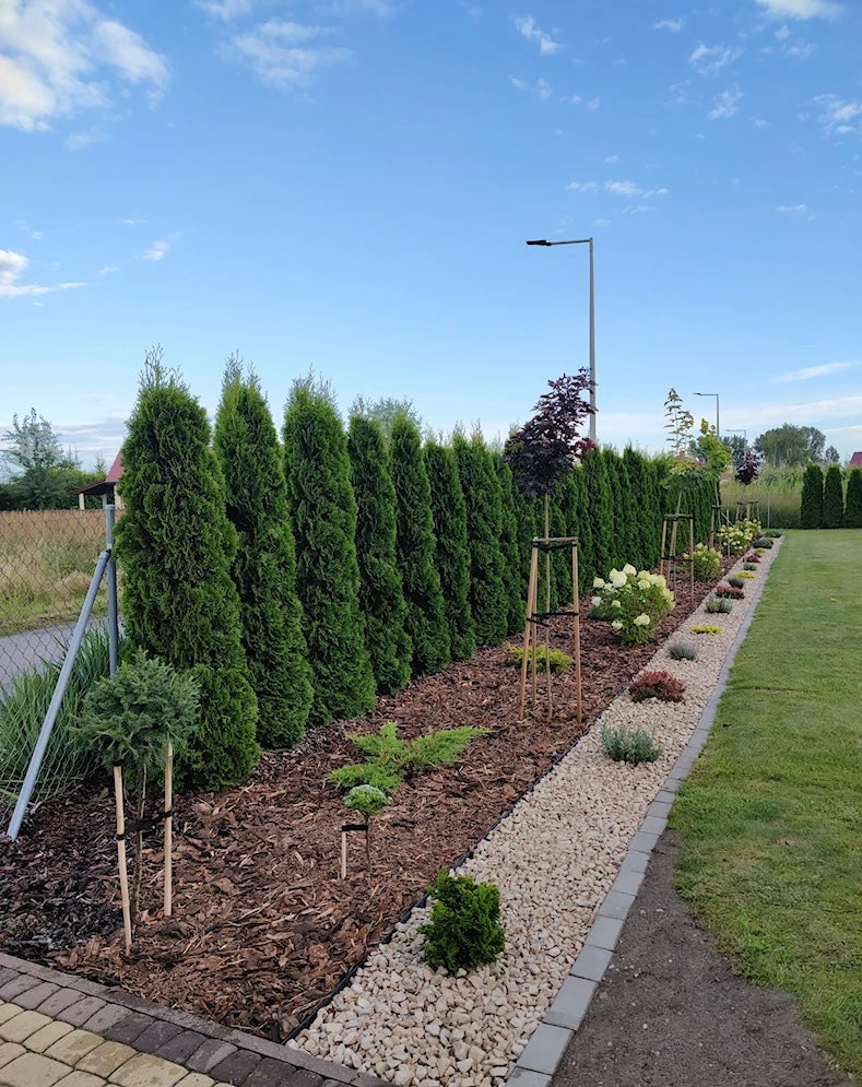 Thuja Smaragd | 200-220cm