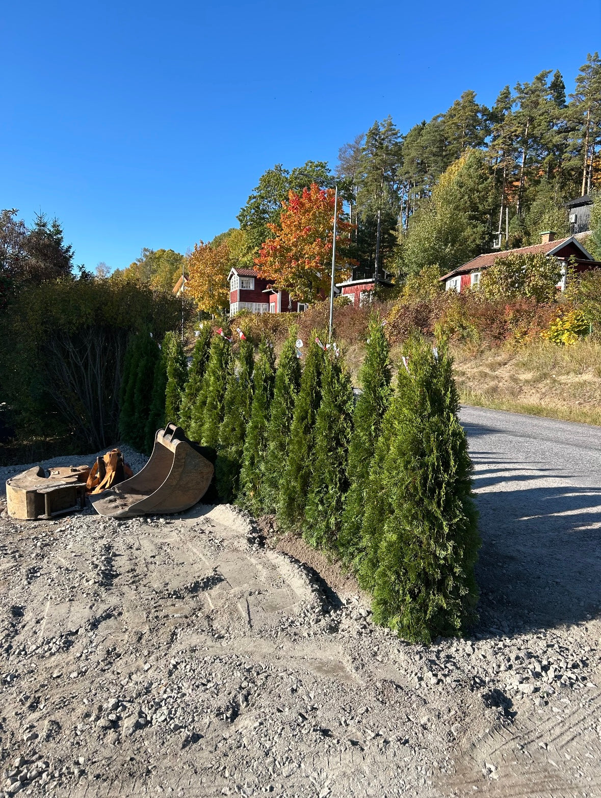Thuja Smaragd | 180-200cm