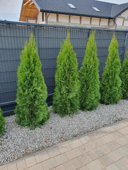 Thuja Smaragd | 160-180cm