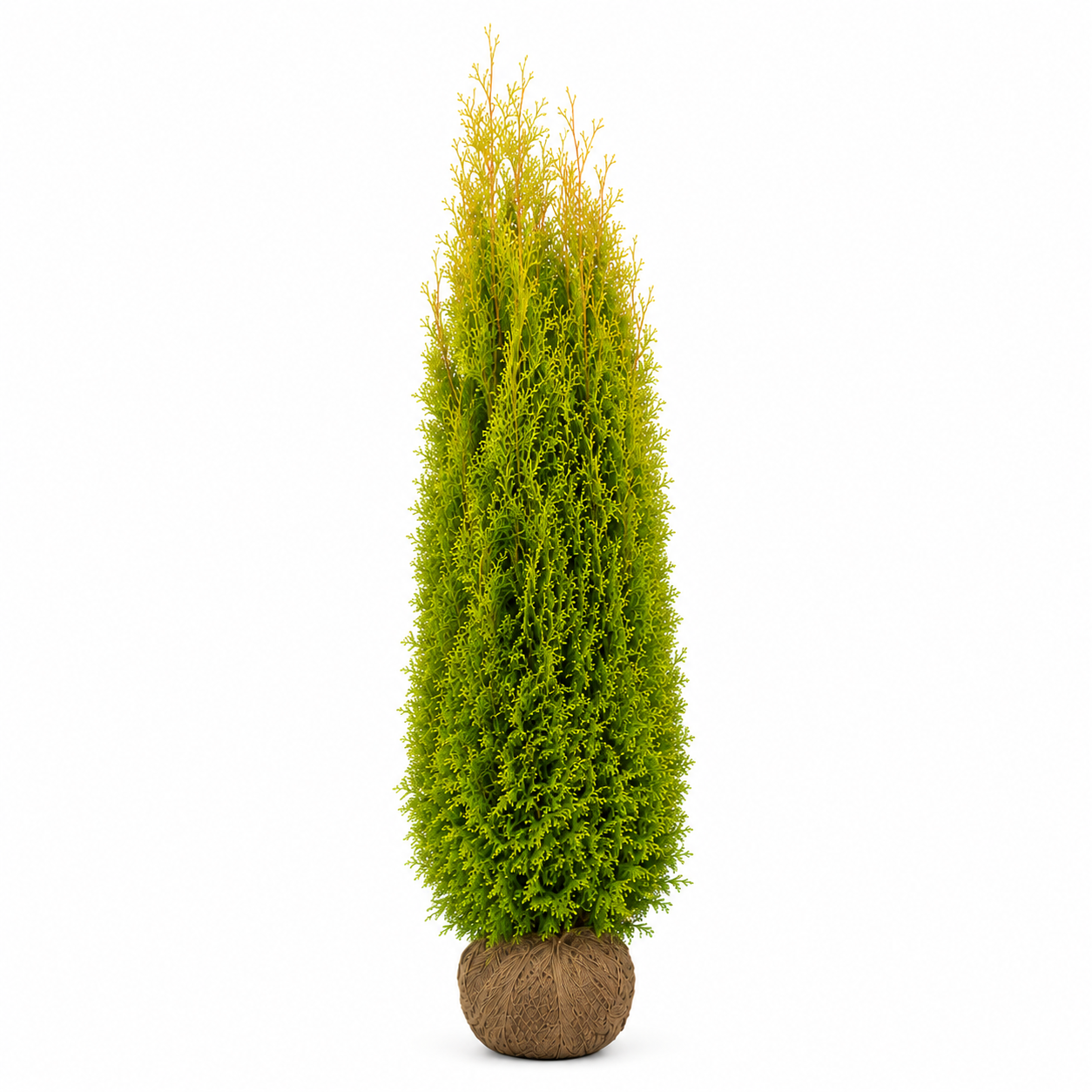 Thuja King of Brabant 220-240cm