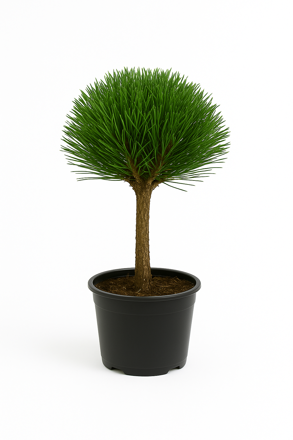 Svarttall Marie Bregeon | 40-50cm