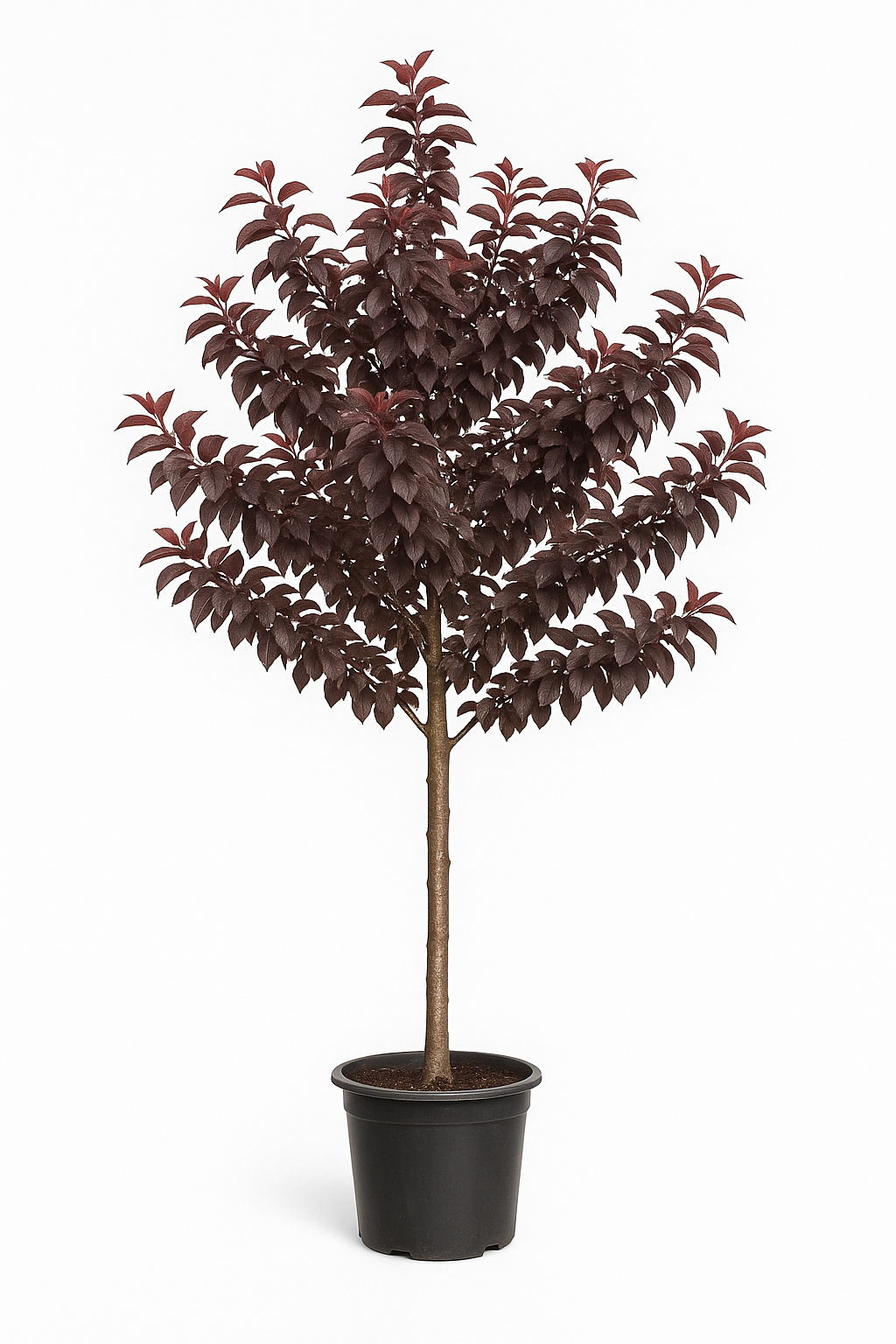 Blodplommon 'Pissardii' | 150–180 cm