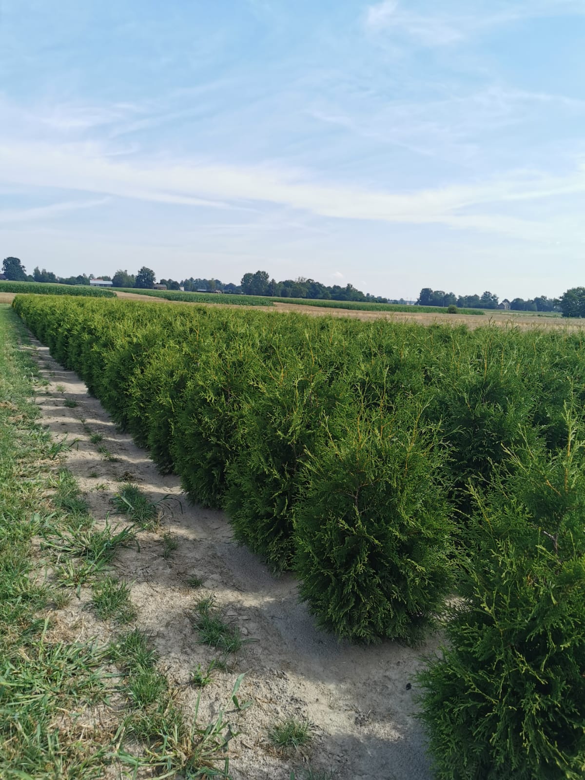 Thuja Brabant | 120-140cm