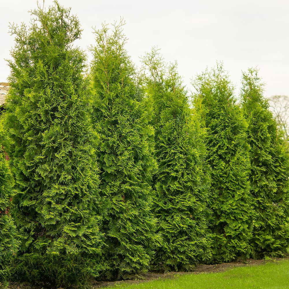 Thuja King of Brabant | 220-240cm