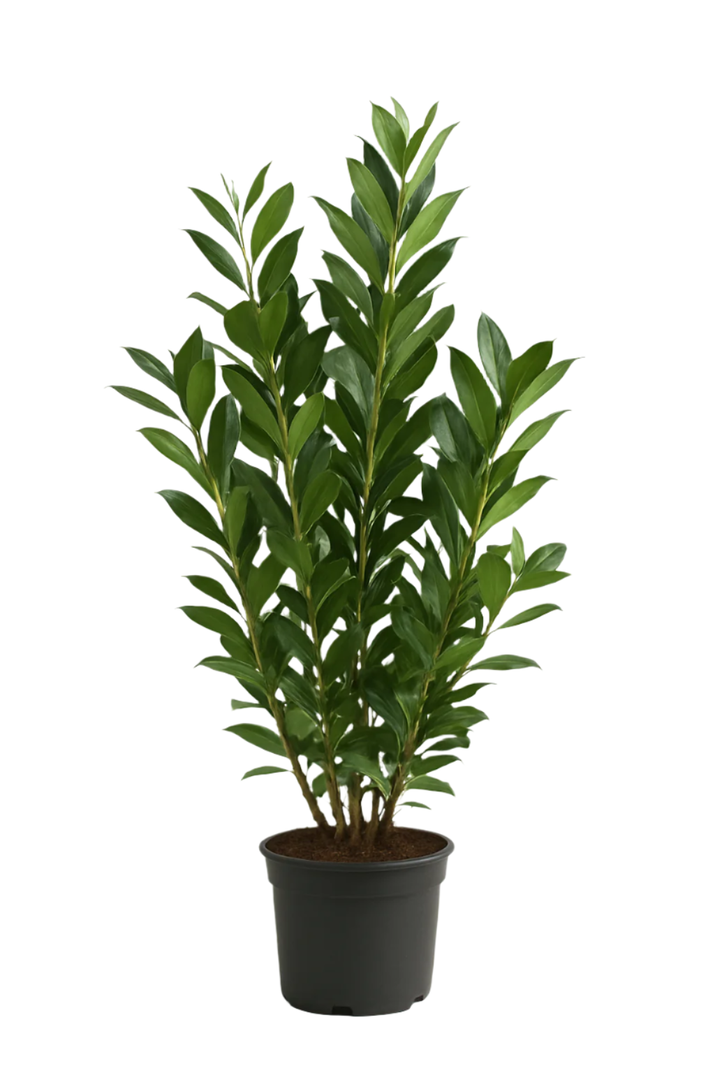 Lagerhägg Caucasica | 100-120cm