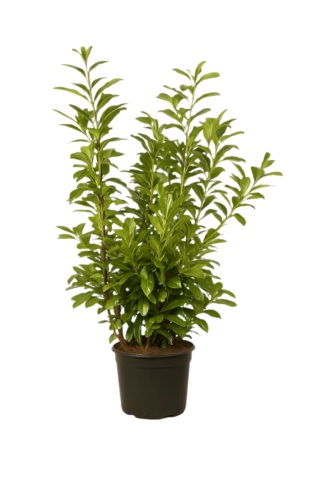 Lagerhägg Novita | 100-120cm