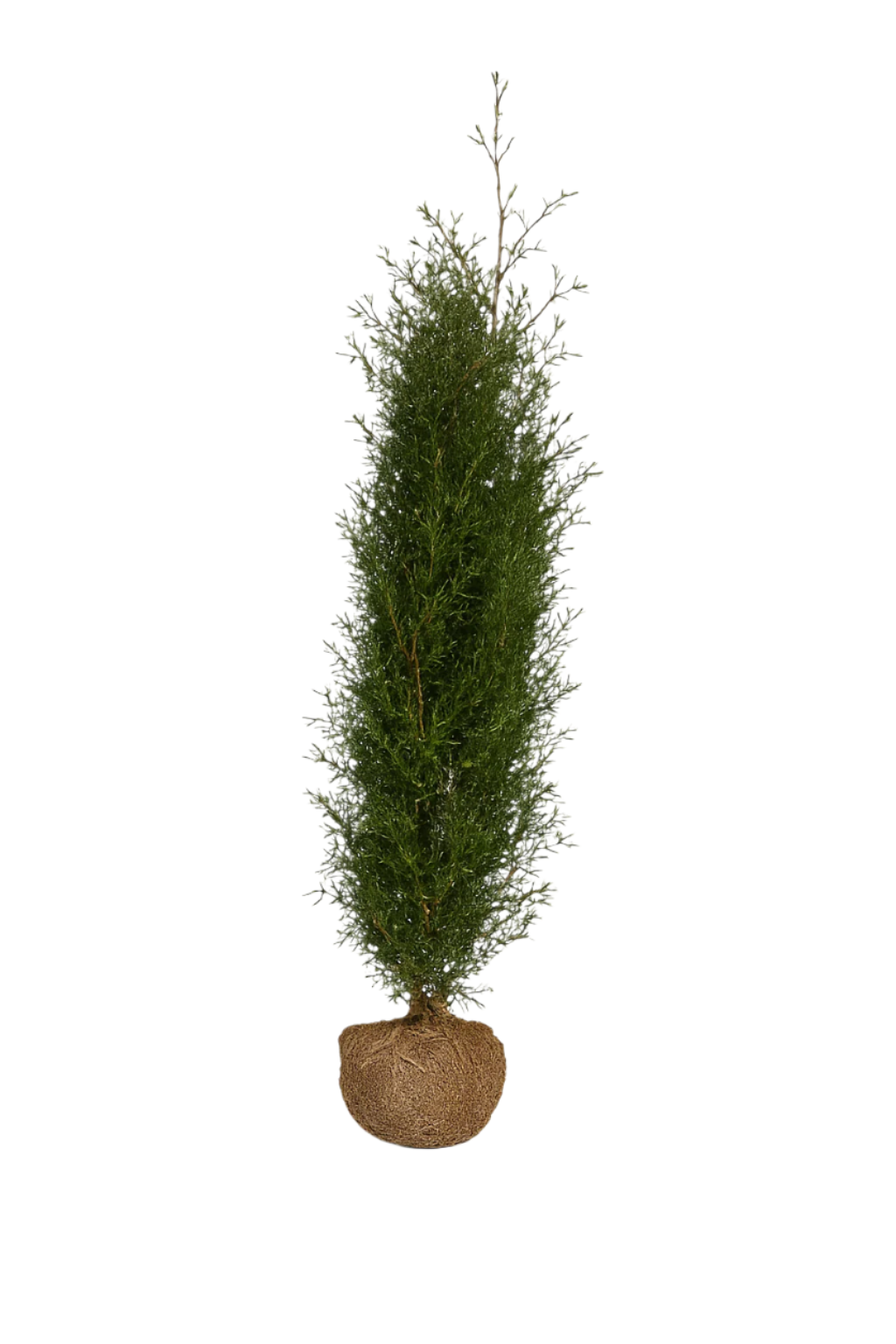 Thuja Martin | 150-170cm
