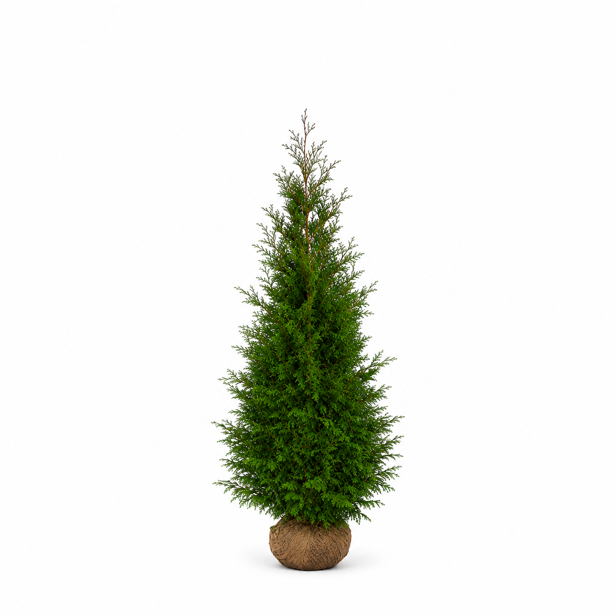 Thuja Martin | 200-220cm