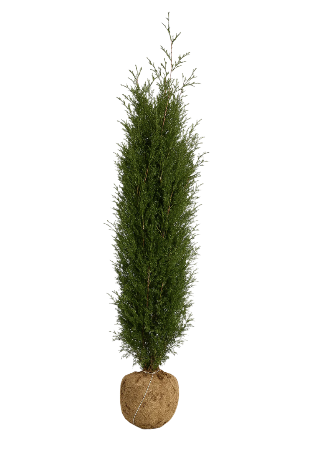 AATestprodukt Thuja Martin | 200-220cm (Kopia)