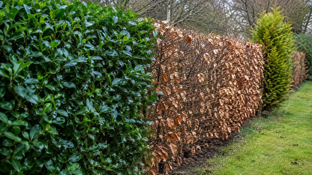 Alternativ till thuja: häckväxter för olika behov