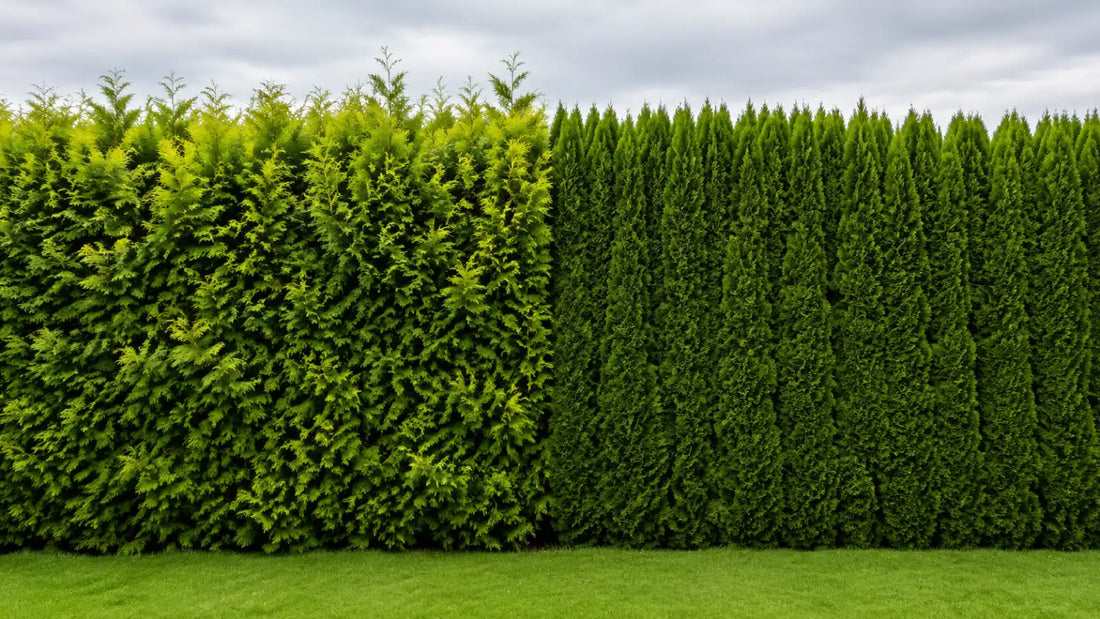 Jämförelse mellan Thuja Brabant och Thuja Smaragd som häck sida vid sida