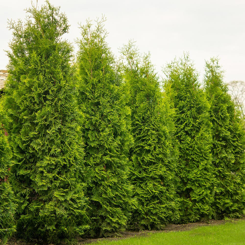 Thuja King of Brabant