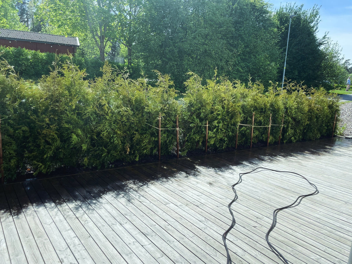Thuja Brabant | 180-200cm