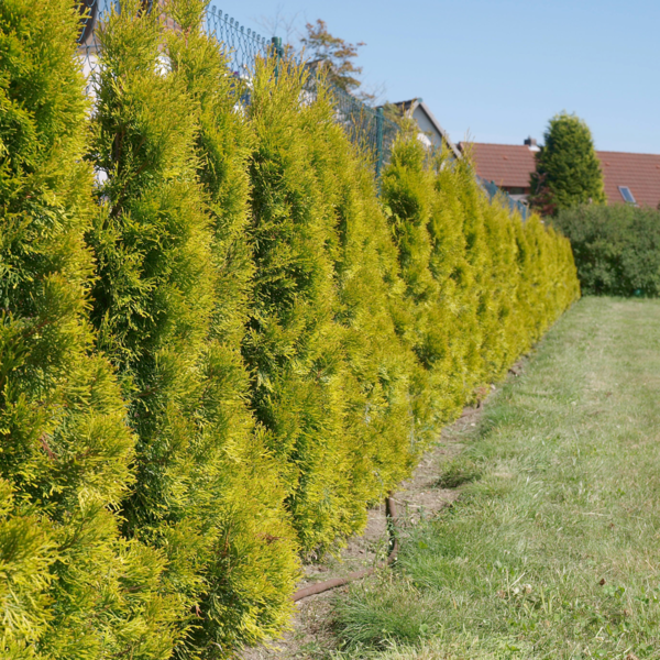 Thuja Golden Smaragd | 100-120cm