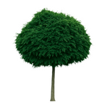 Klotrobinia 'Umbraculifera' | 170-200cm