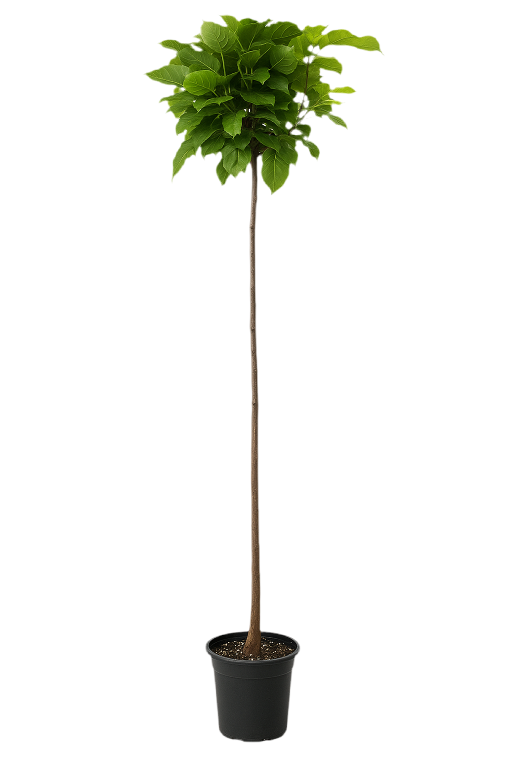 Katalpa 'Nana' | 230-270cm