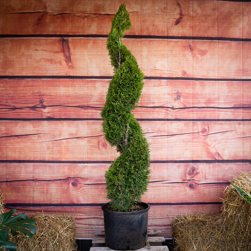 Thuja Smaragd Spiral | 200-210cm