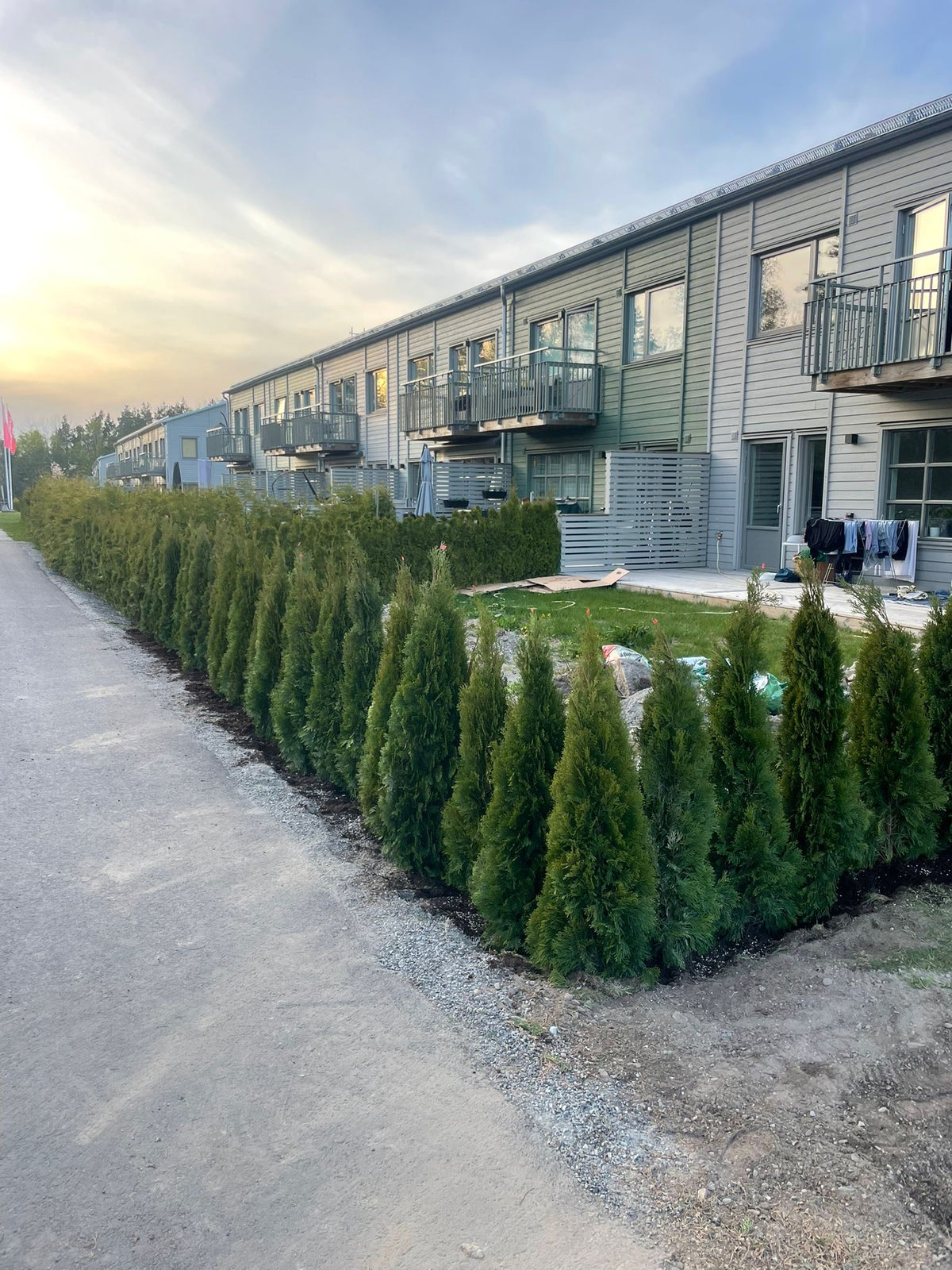 Thuja Smaragd | 160-180cm