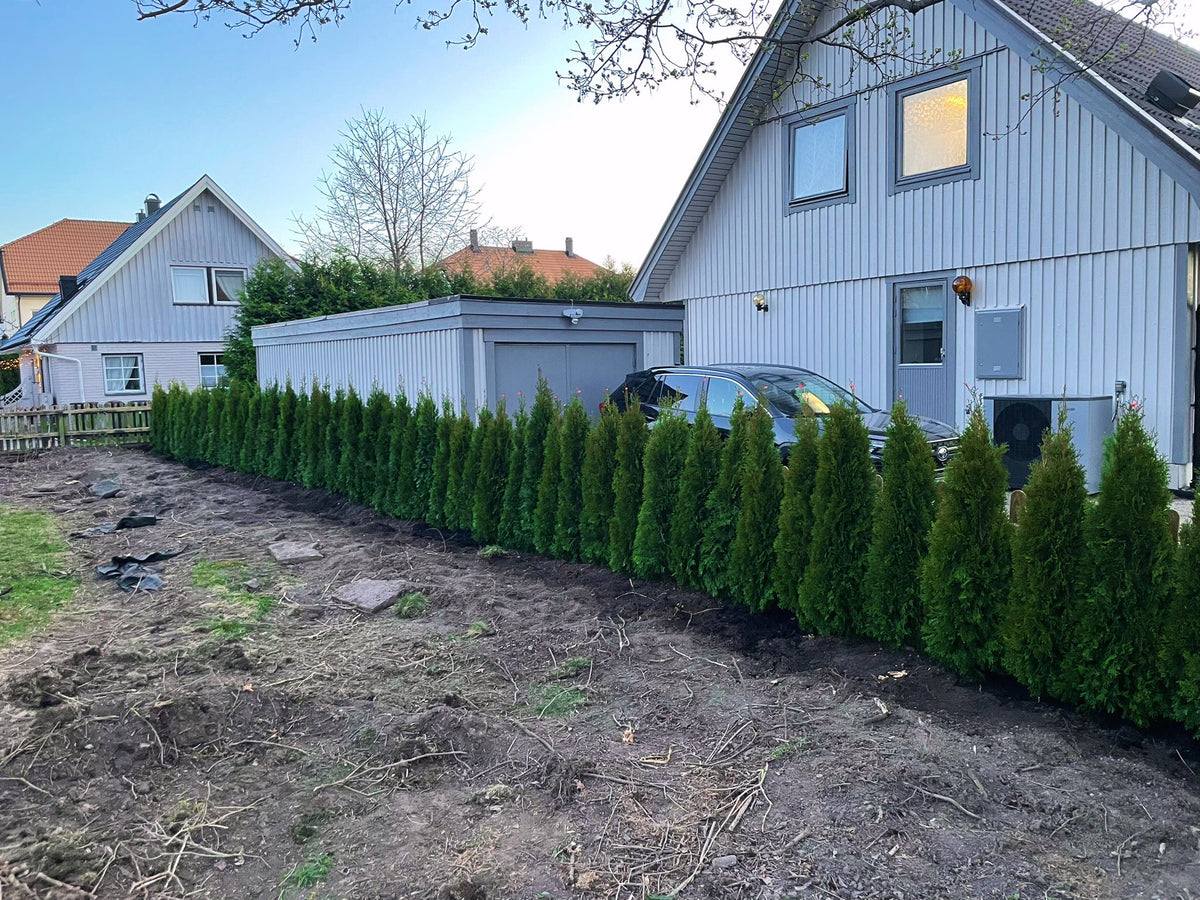 Thuja Smaragd | 140-160cm