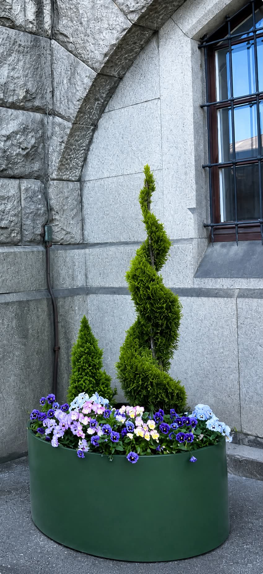 Thuja Smaragd Spiral | 200-210cm