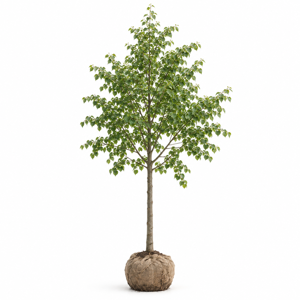 Skogslind 'Tilia Cordata' | 400-500cm