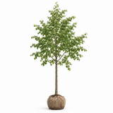Skogslind 'Tilia Cordata' | 400-500cm