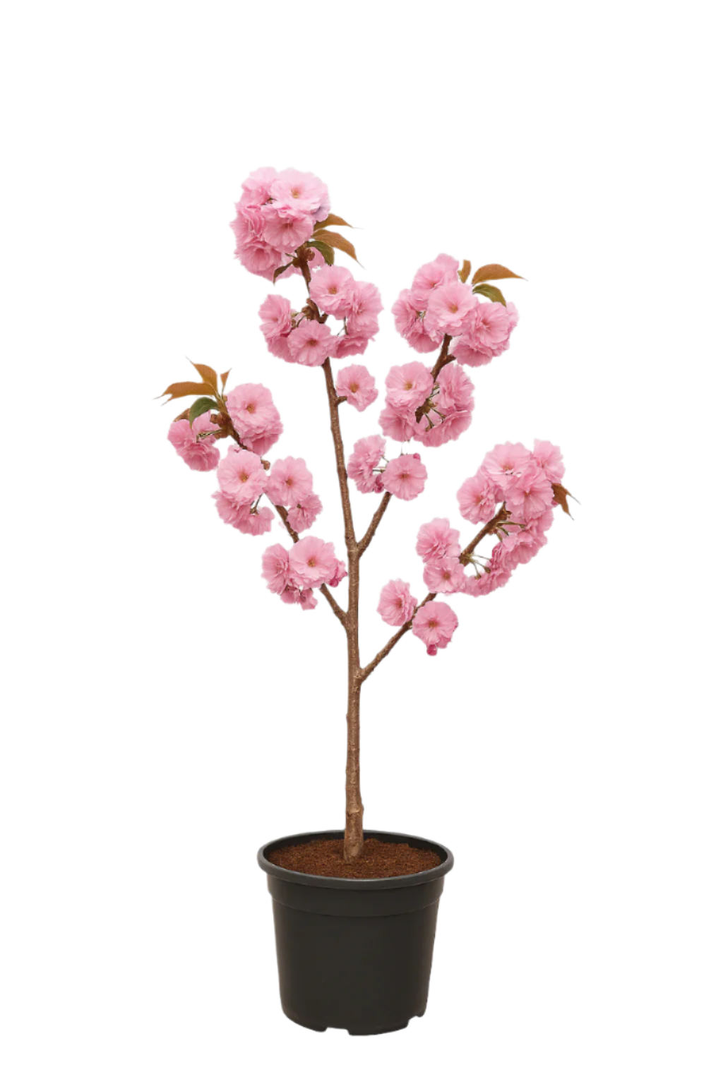 Japanskt Körsbärsträd ‘Kanzan’ | 180-200cm