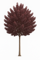 Blodplommon 'Pissardii' | 150–180cm