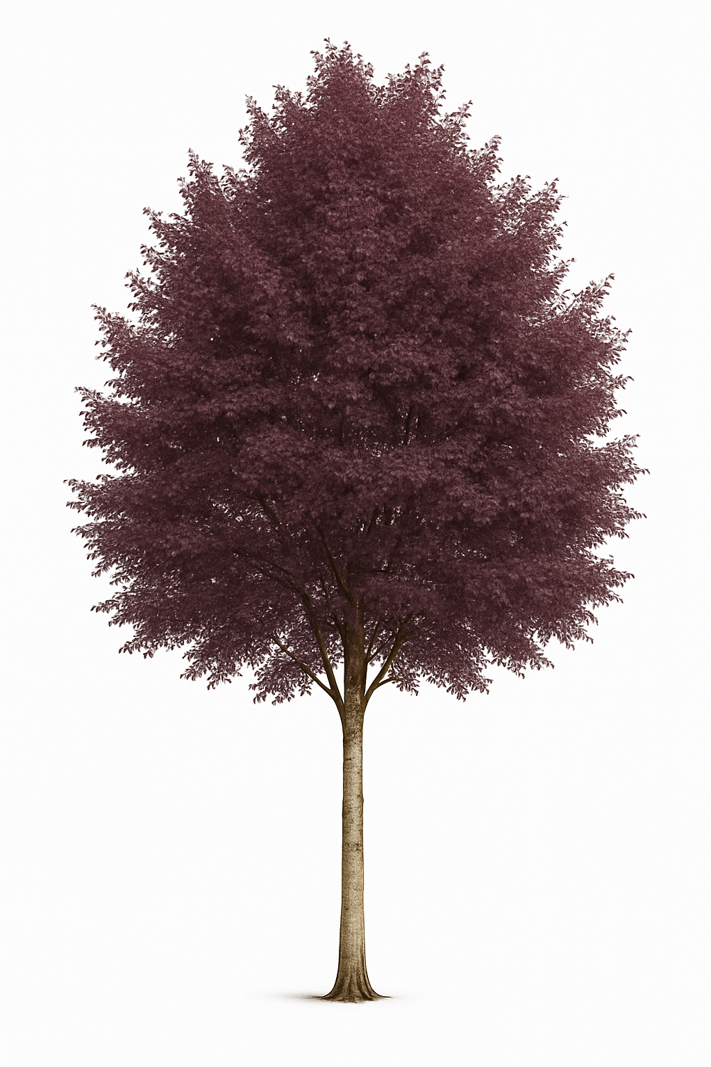 Blodbjörk 'Purpurea' | 130-160cm