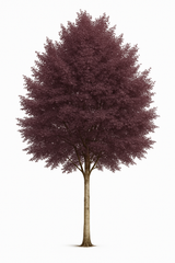 Blodbjörk 'Purpurea' | 130-160cm