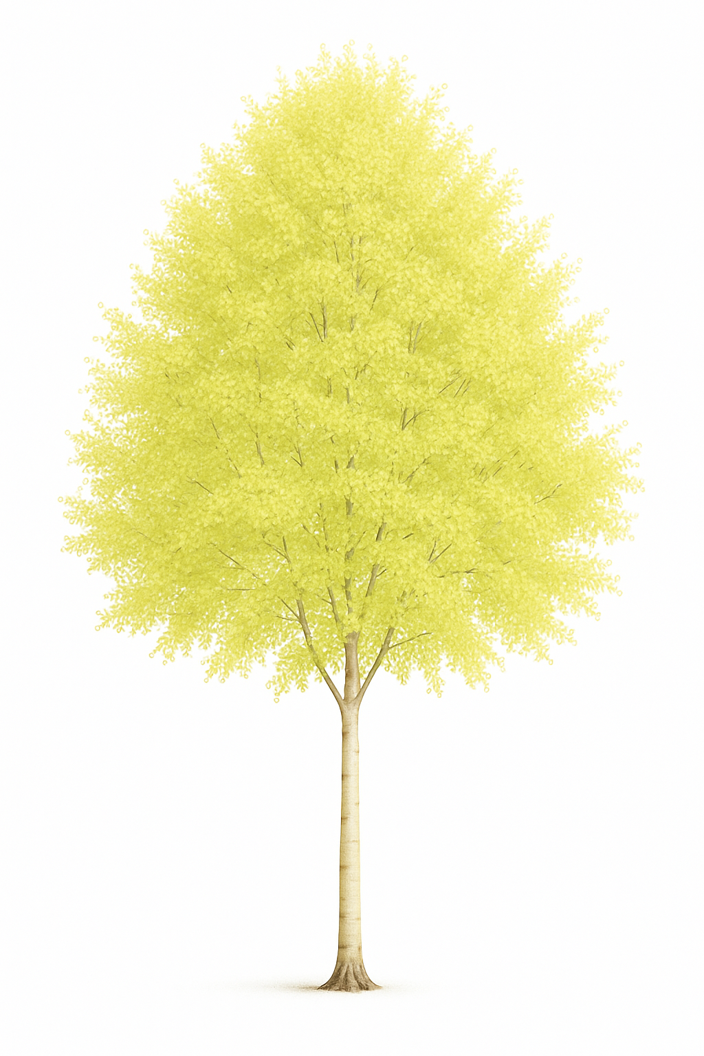 Björk 'Golden Cloud' | 130-160cm