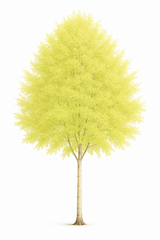 Björk 'Golden Cloud' | 130-160cm