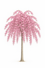 Japanskt Hängkörsbär 'Kiku-shidare-zakura' | 160-180cm